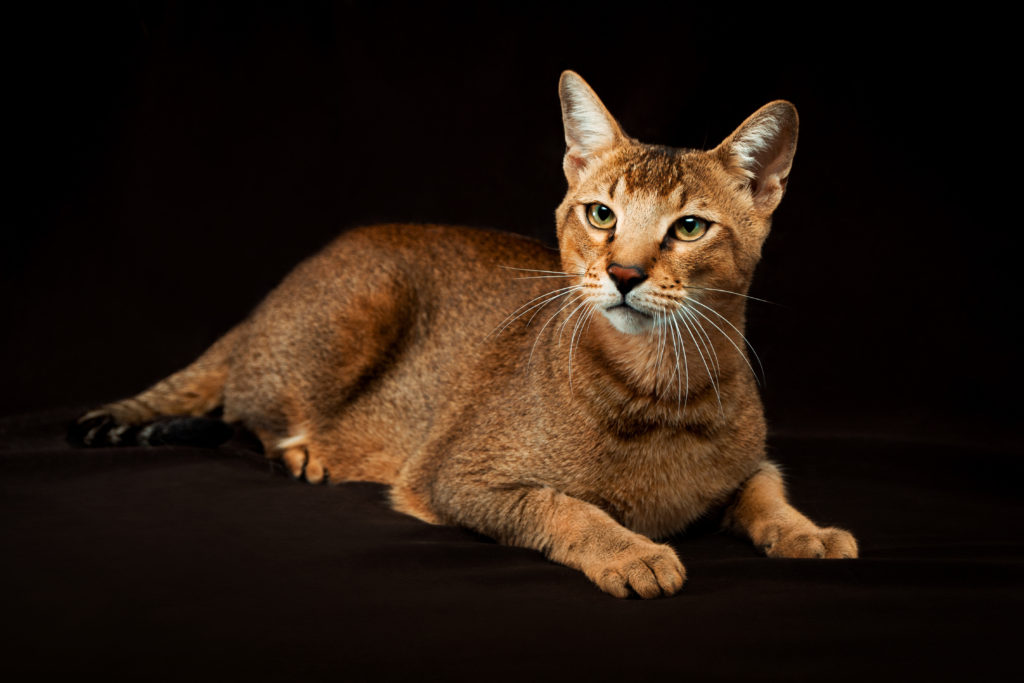 Le Chausie | Éleveur De Chausie Et Savannah | Exotik Cats