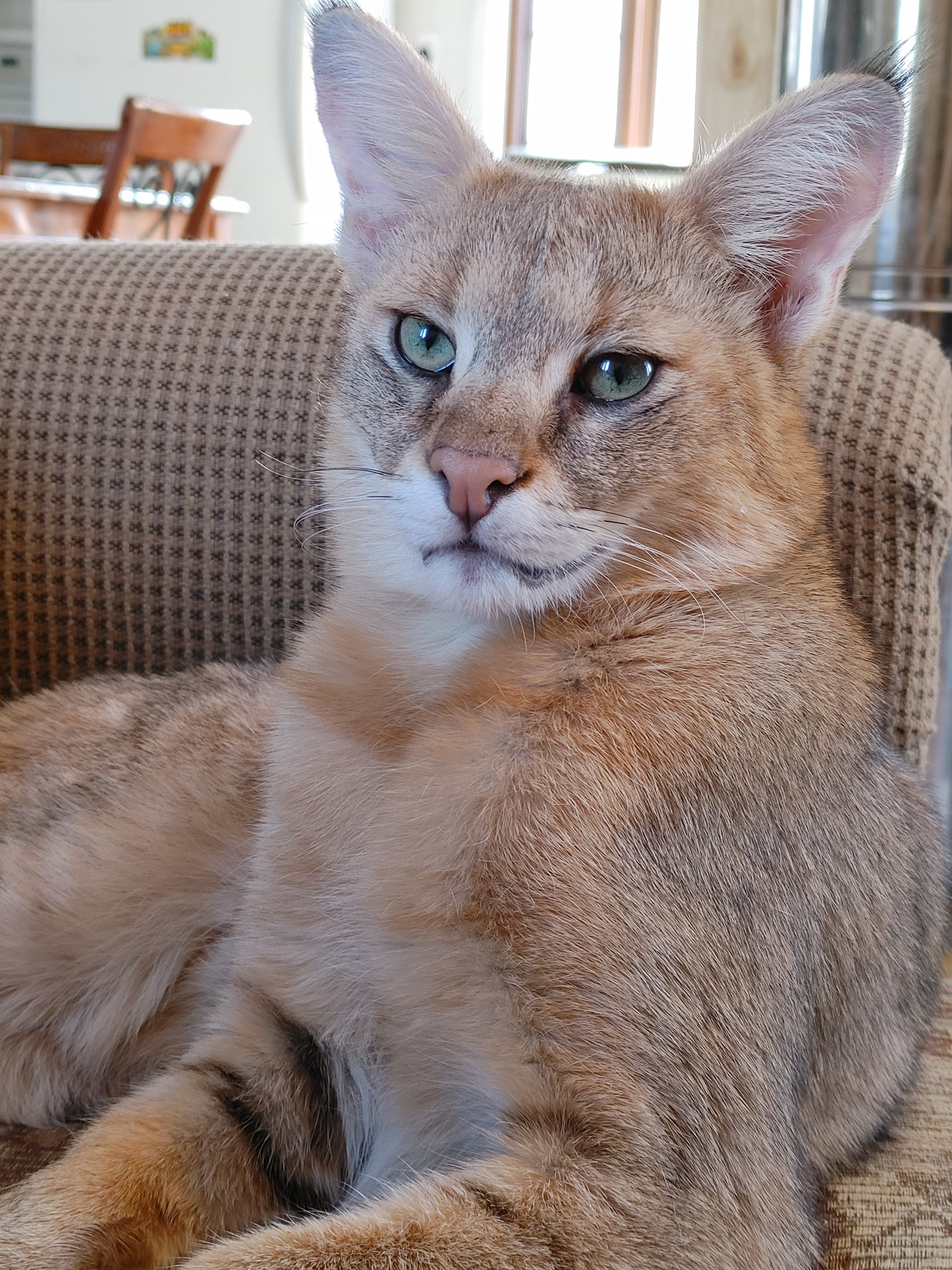 Le Chausie leveur de Chausie et Savannah Exotik Cats - leveur de 